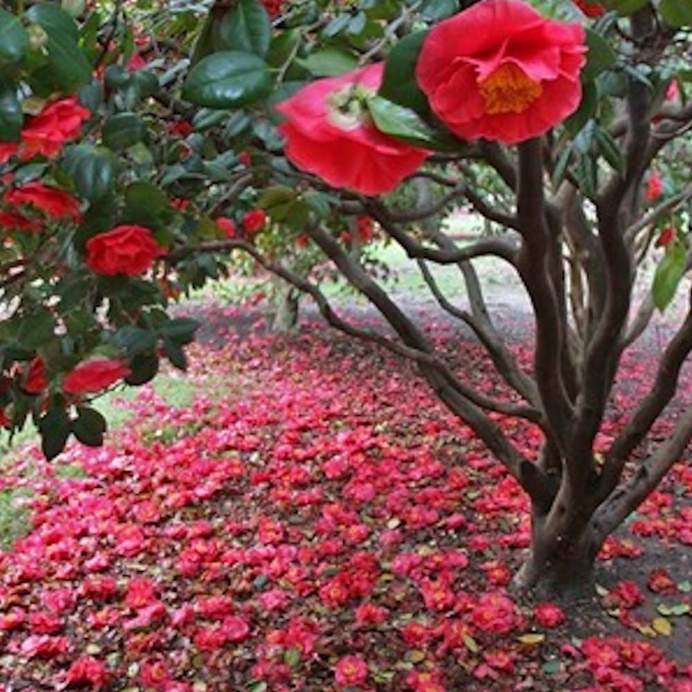 Camellia Grove