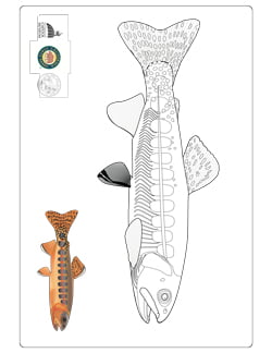 Trout coloring page