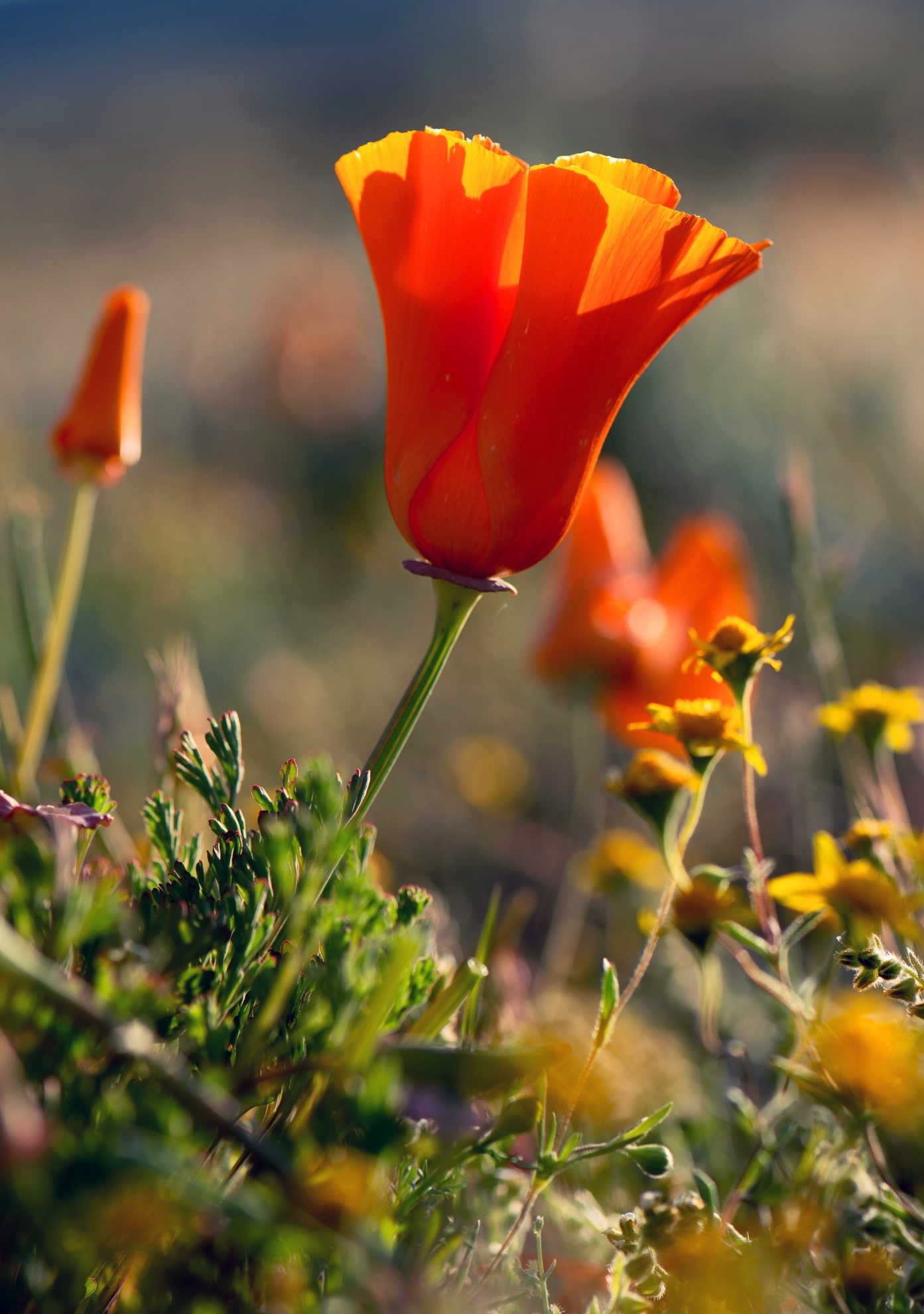 A close-up of a California golden poppy. A close-up of a California golden poppy.