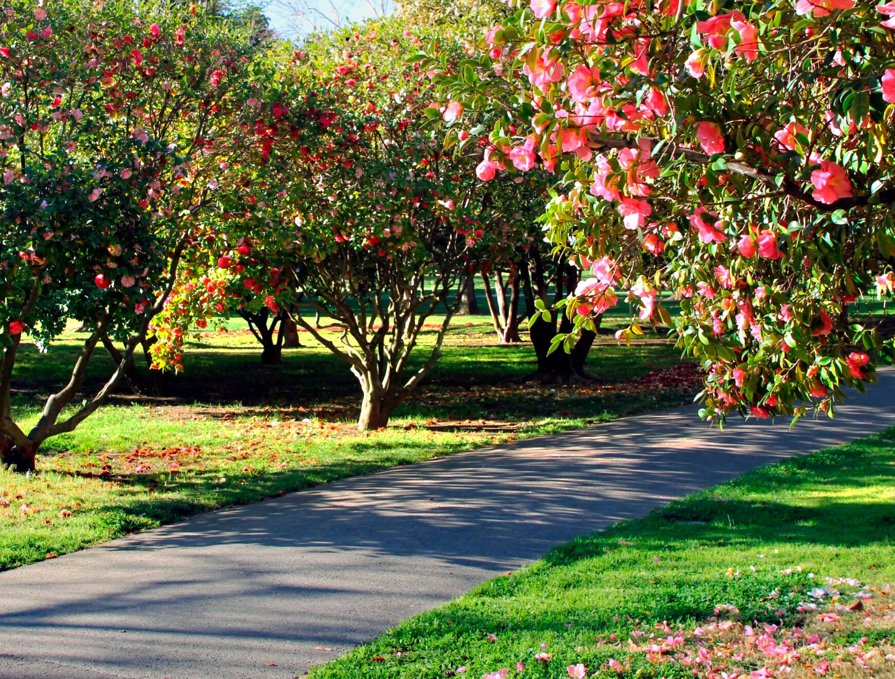 Camellia trees shading a Capitol Park walkway. Camellia trees shading a Capitol Park walkway.