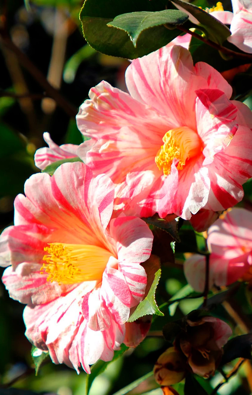 Close-up image of pink and white striped camellia flowers. Close-up image of pink and white striped camellia flowers.