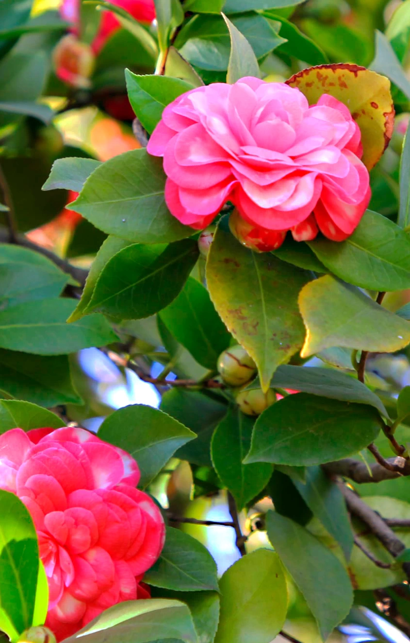 Close-up image of a vibrant pink camellia flower. Close-up image of a vibrant pink camellia flower.