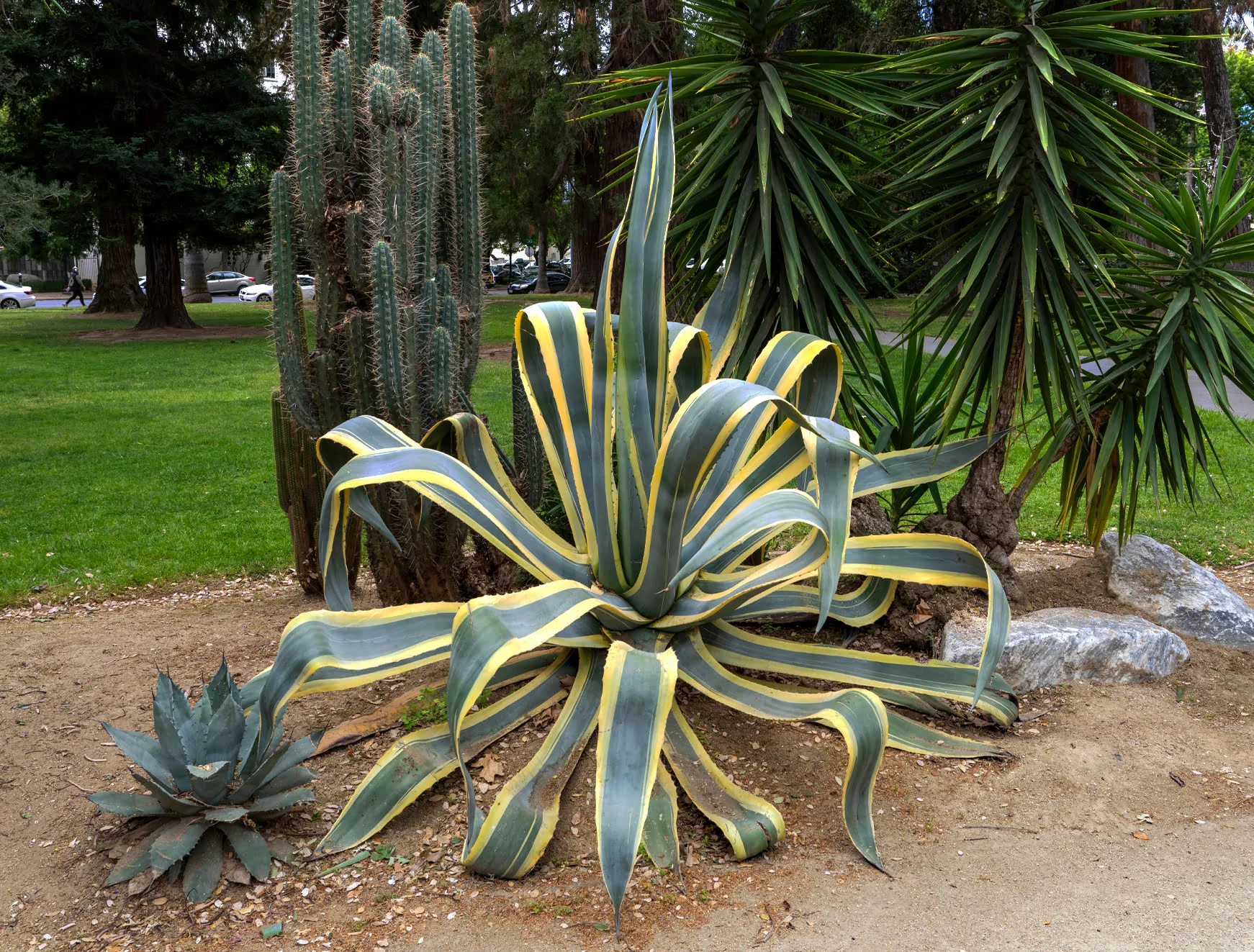 An Agave americana ‘Marginata’, also known as a Variegated Century Plant, in Capitol Park’s native plant garden. An Agave americana ‘Marginata’, also known as a Variegated Century Plant, in Capitol Park’s native plant garden.