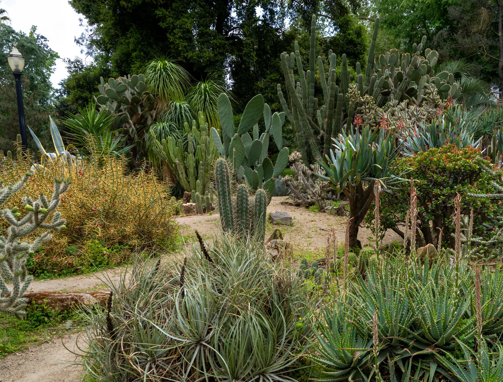 A robust assortment of native plants, including varieties of cactus and succulents, represent California’s ecological diversity. A robust assortment of native plants, including varieties of cactus and succulents, represent California’s ecological diversity.