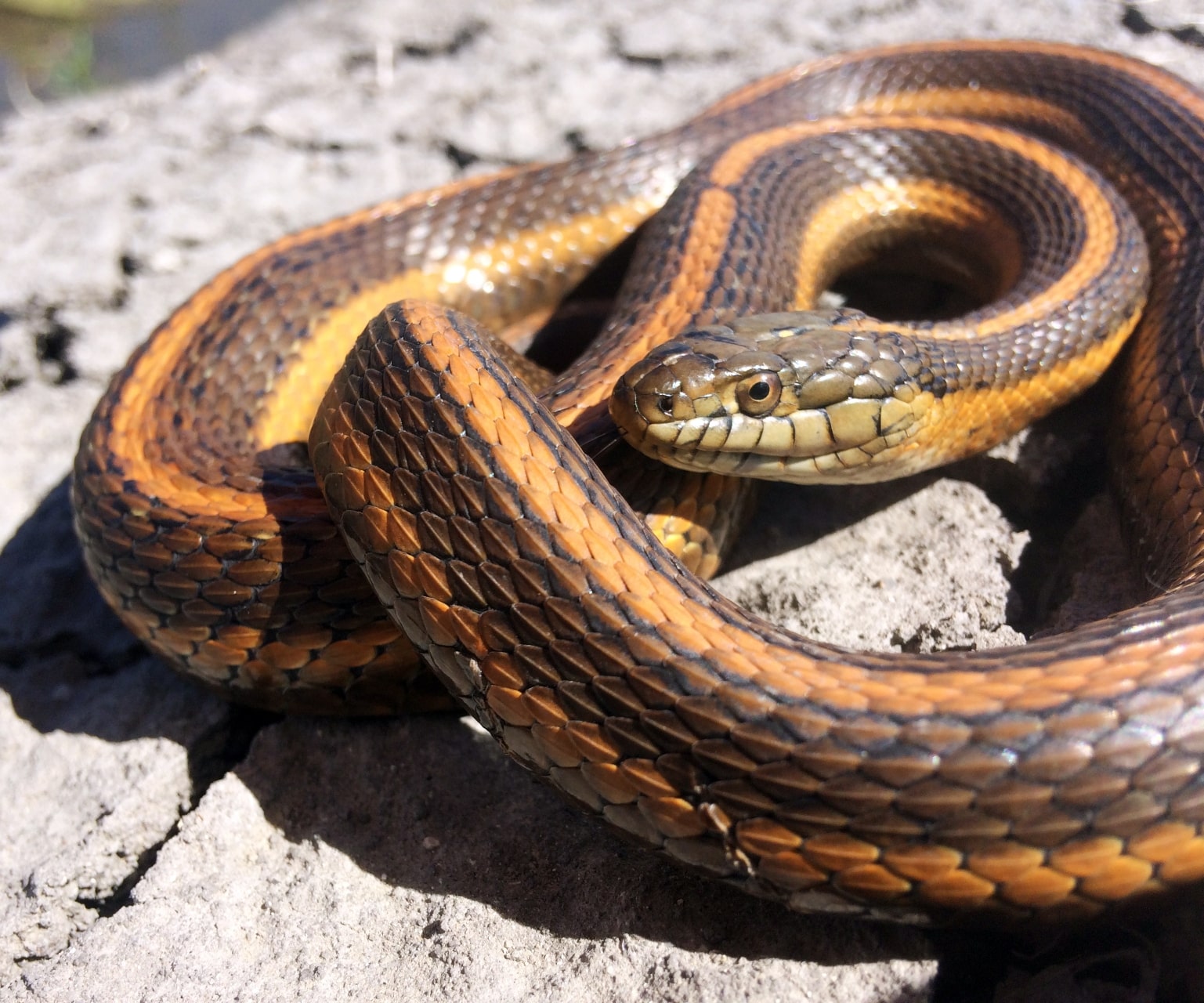 A giant garter snake coils up on a sunny rock.