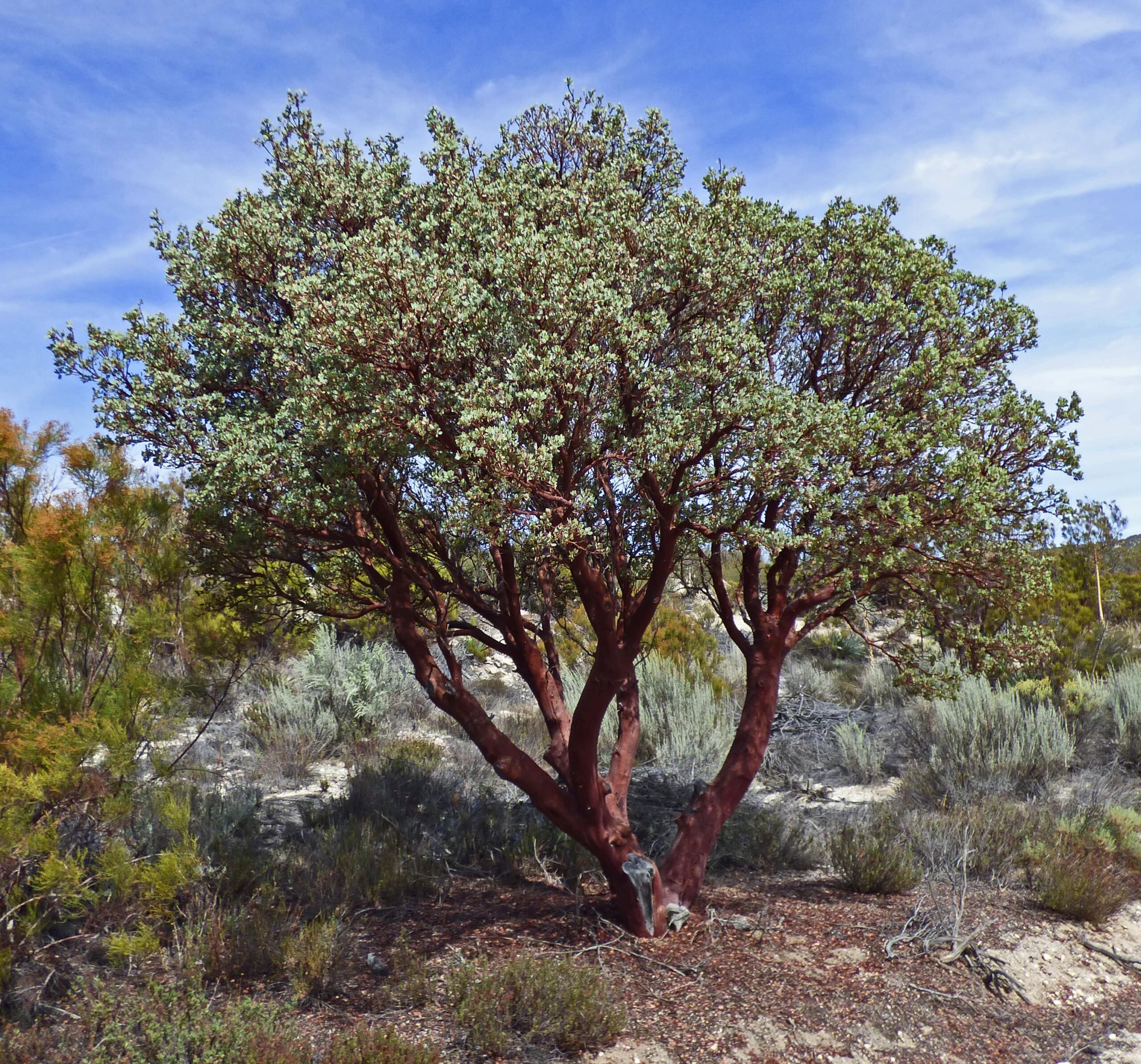A large bigberry manzanita stands amongst other chaparral plants.