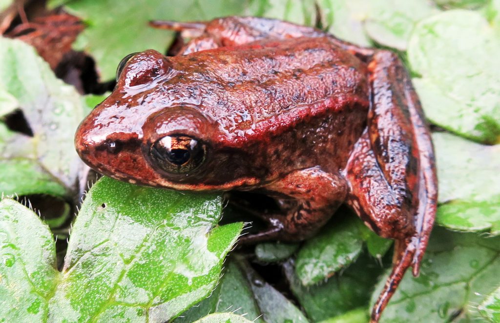 State Amphibian - Red Legged Frog