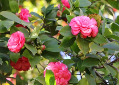 Photo of Camellia Garden