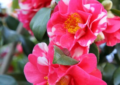 Photo of Camellia Garden