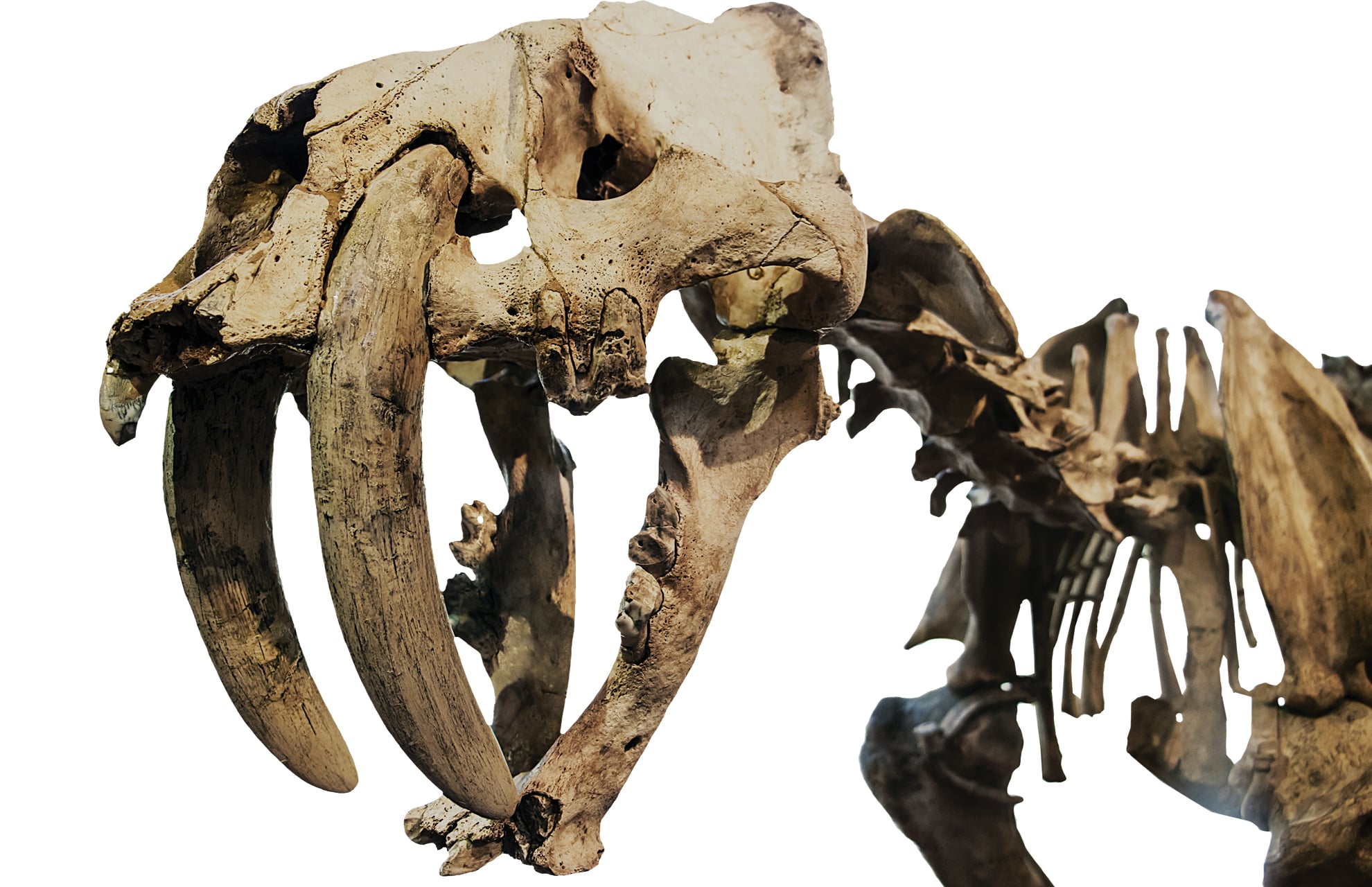 State Fossil - Saber-Toothed Tiger