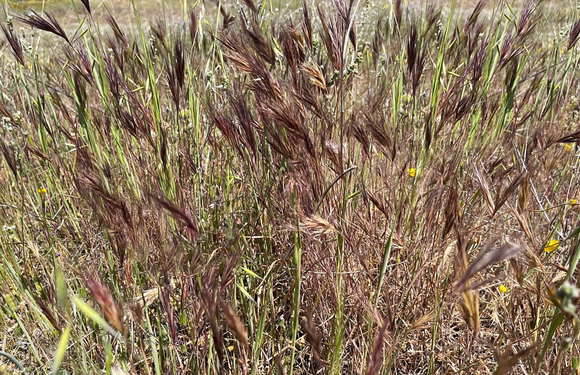 State Grass - Purple Needlegrass