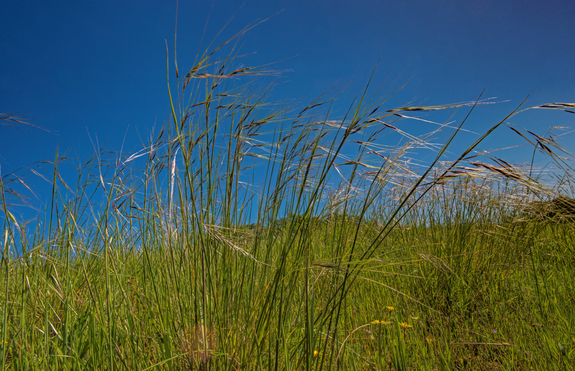 Grass Purple Needlegrass California State Capitol Museum