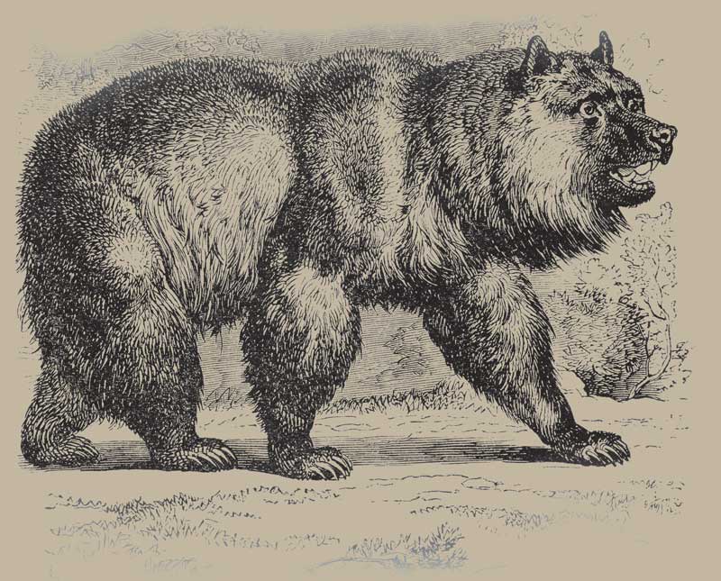 Grizzly-Adams-Bear2