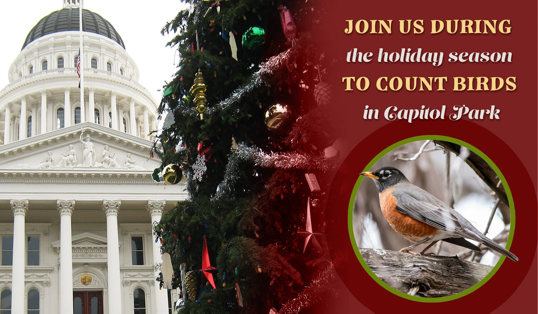 Holiday Bird Count