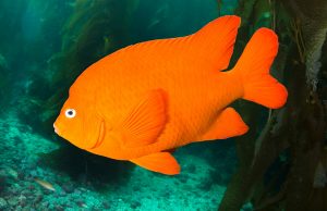 State Marine Fish - Garibaldi