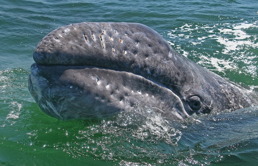 State Marine Mammal - CA Gray Whale