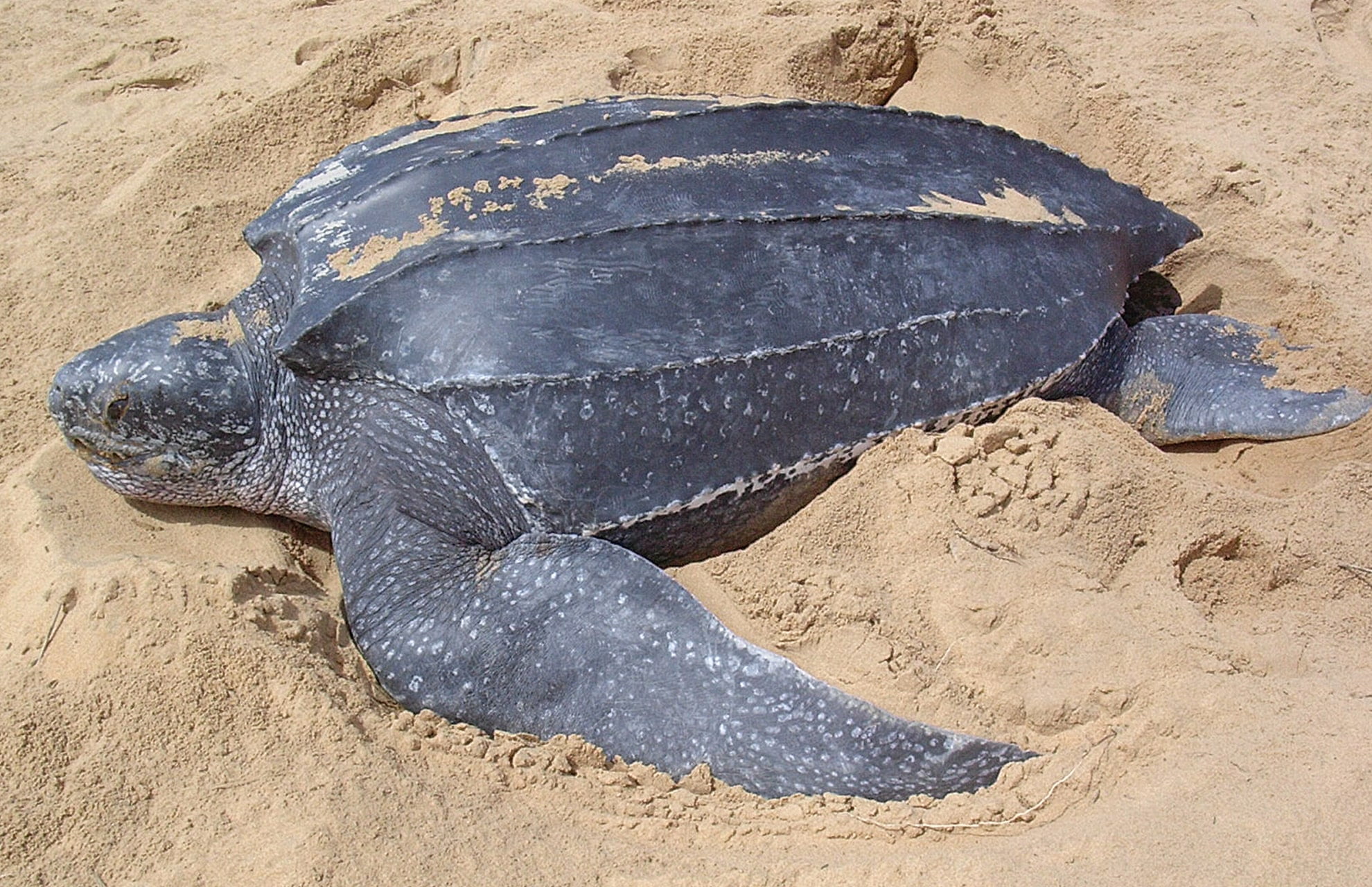 State Marine Reptile - Pacific Leatherback Sea Turtle