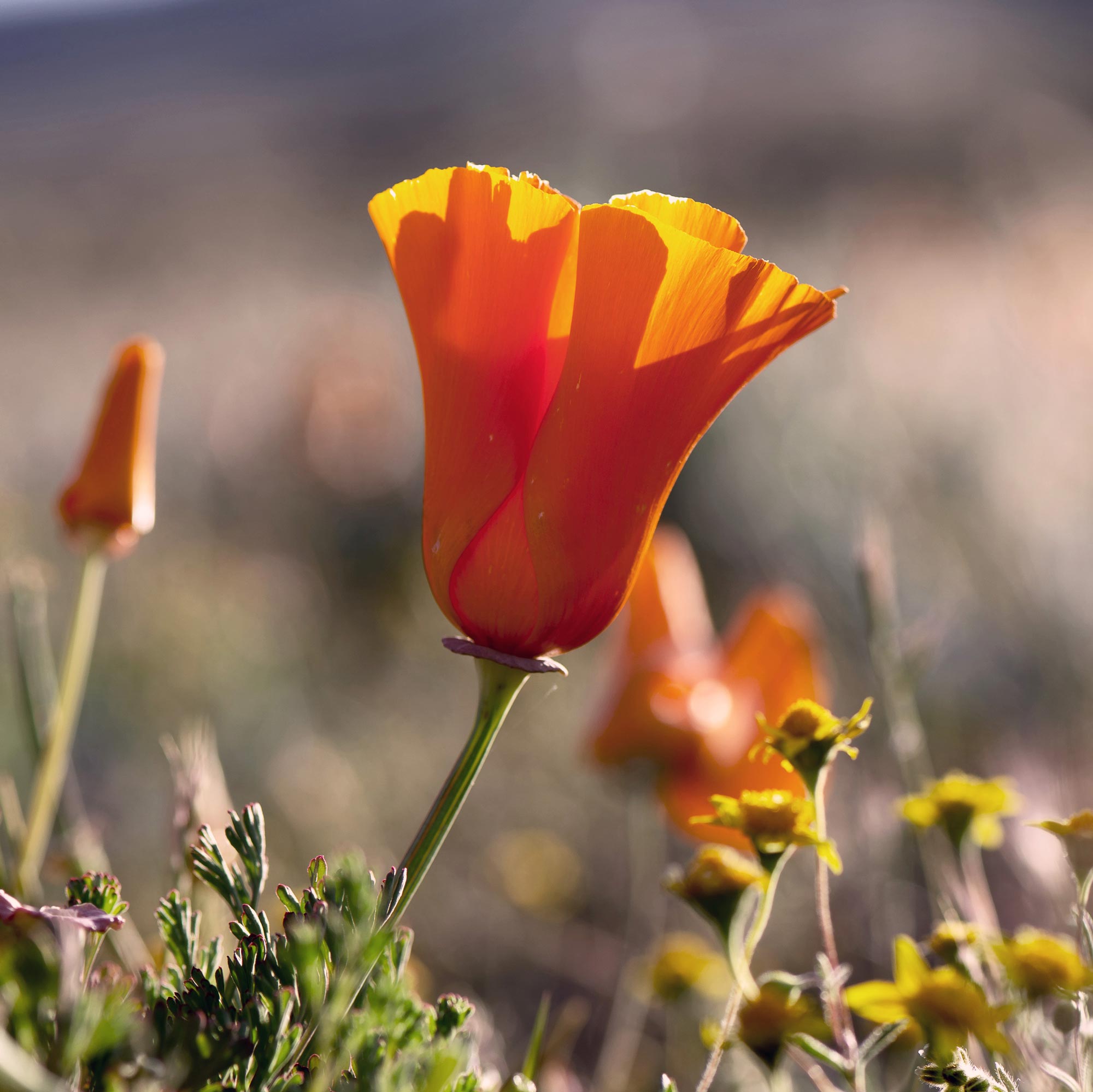 Poppy-sized