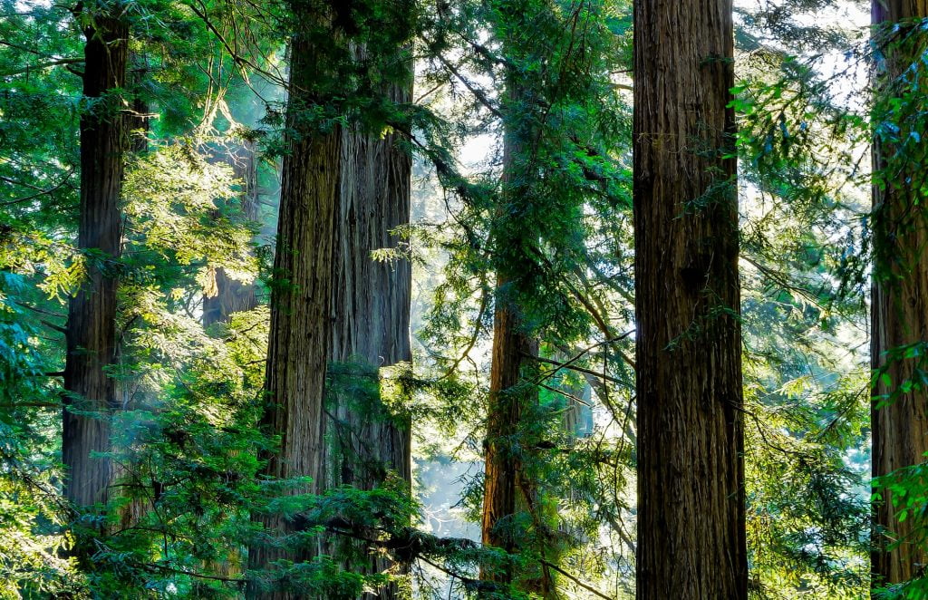 State Tree - California Redwood