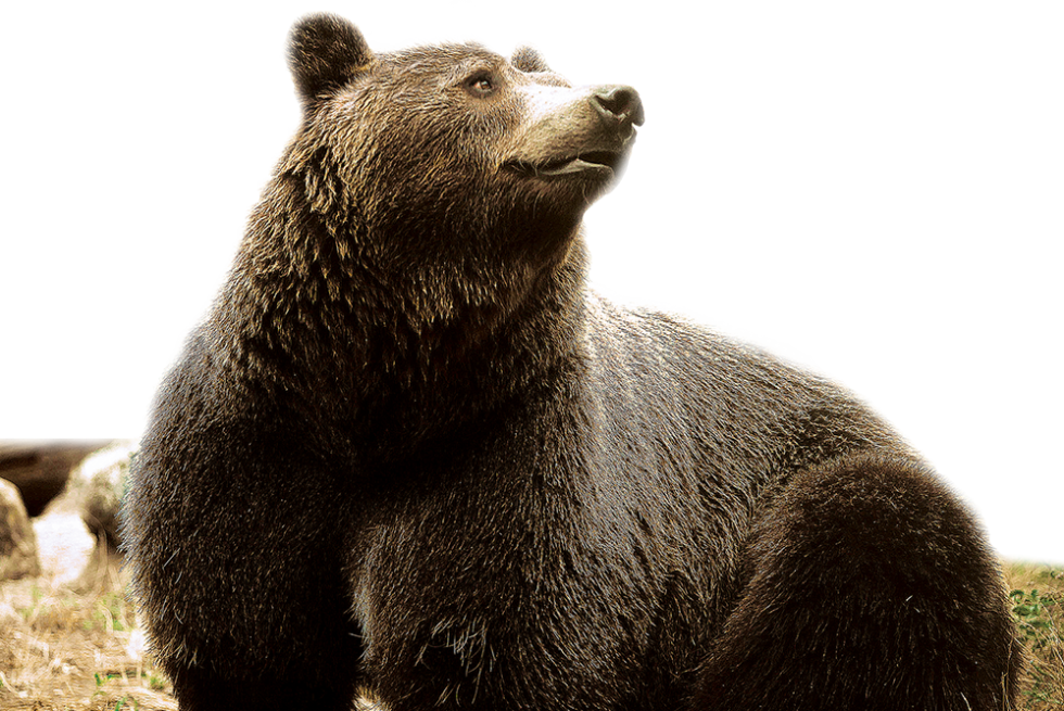 Iconic California State Symbols that Represent California California