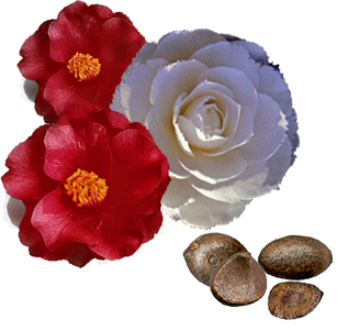 camellias_and_seeds