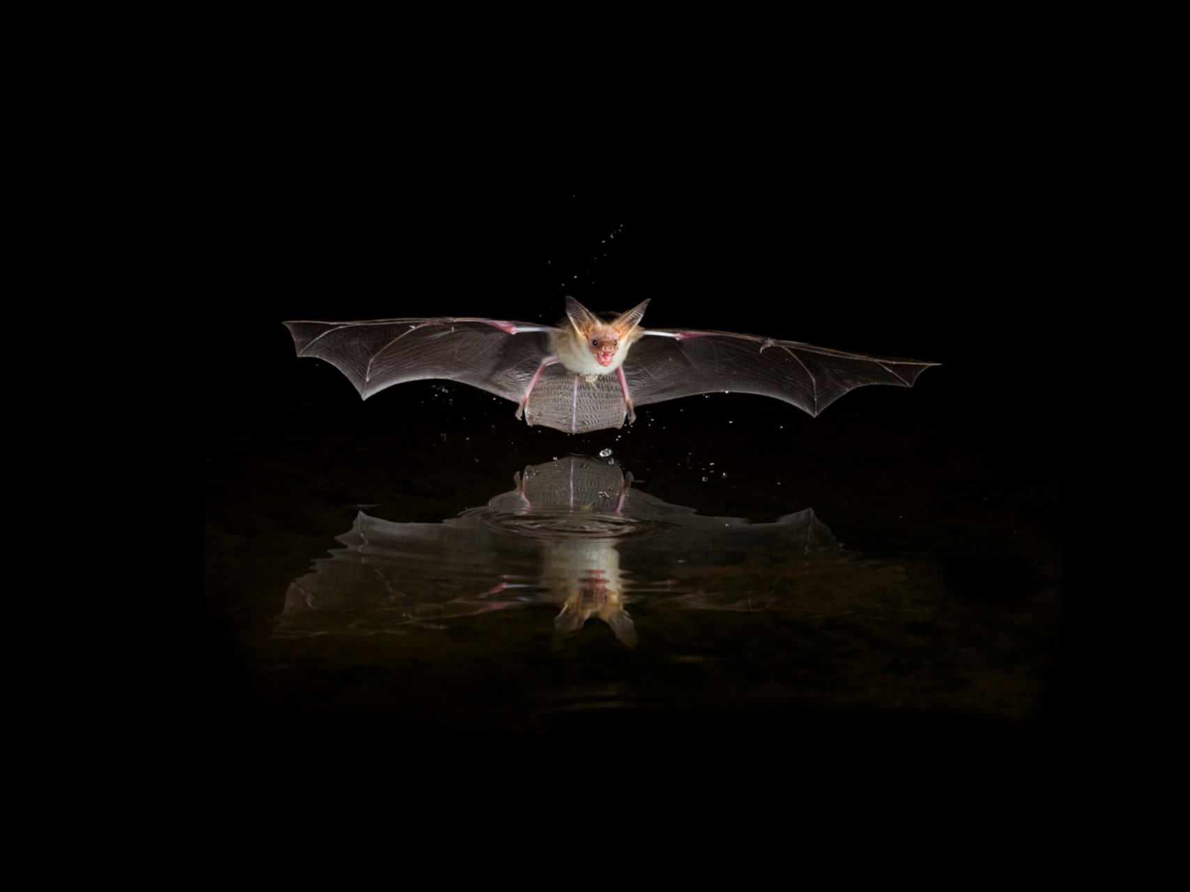 A pallid bat glides with outstretched wings over a dark body of water