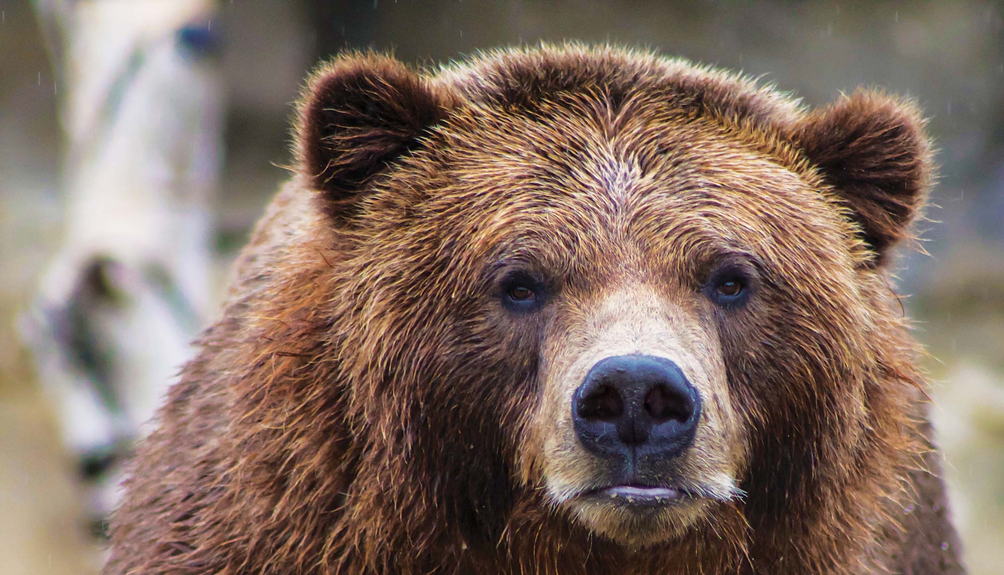 centered-bear-01