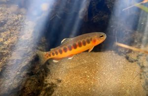 Fish - Golden Trout