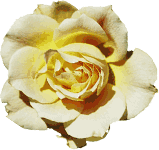 rose_garden_yellow_rose